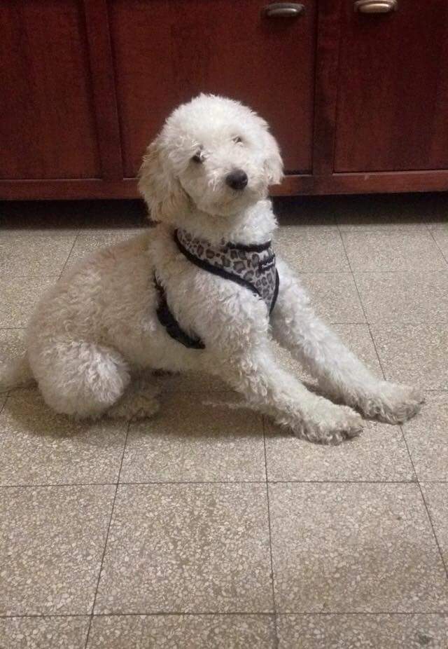 My neighbour’s Dog by Hodaya - Ourboox.com