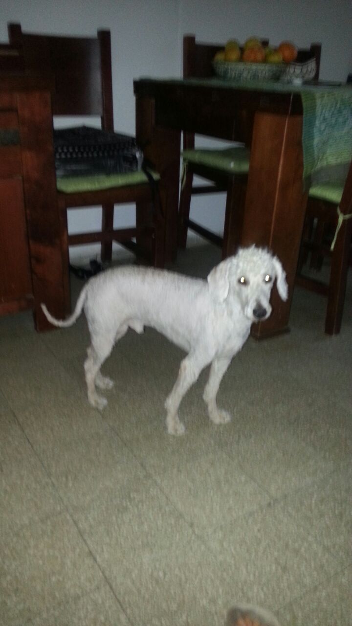 My neighbour’s Dog by Hodaya - Ourboox.com