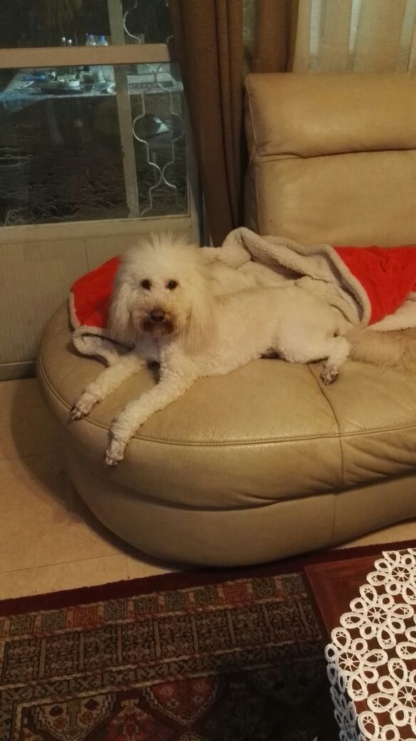 My neighbour’s Dog by Hodaya - Ourboox.com