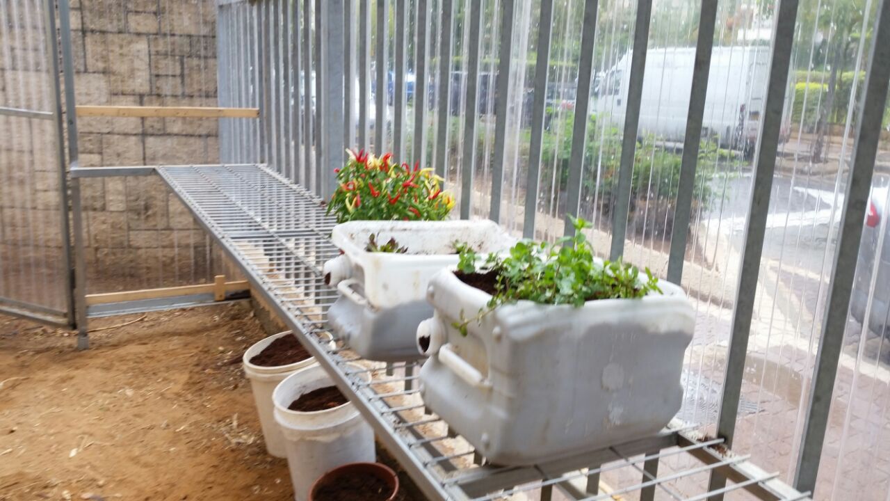 גינה וחממה אקולגית בבית ספר שיזף אור יהודה by אילן  - Ourboox.com