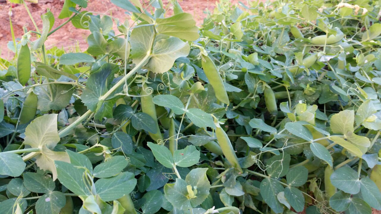 גינה וחממה אקולגית בבית ספר שיזף אור יהודה by אילן  - Ourboox.com