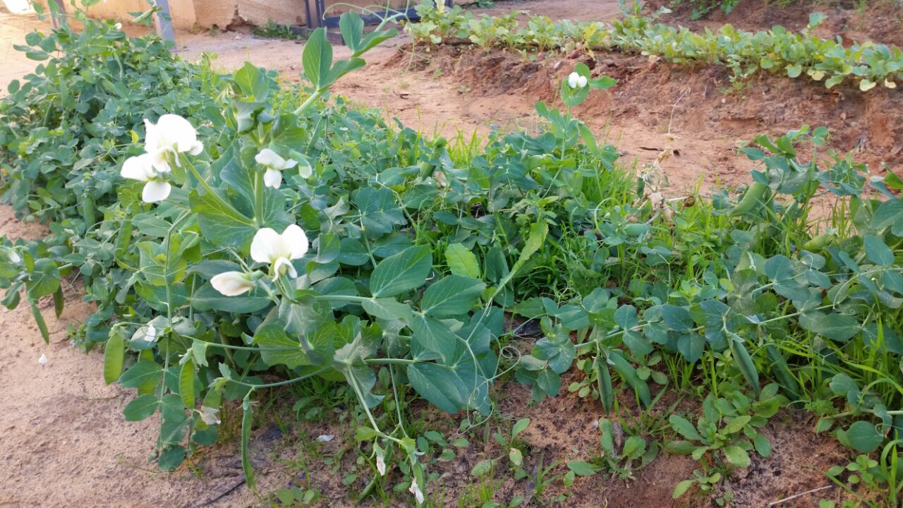 גינה וחממה אקולגית בבית ספר שיזף אור יהודה by אילן  - Ourboox.com