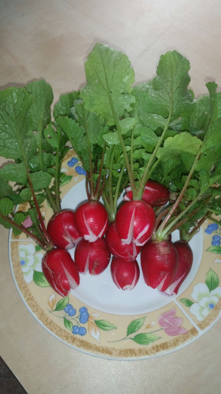 גינה וחממה אקולגית בבית ספר שיזף אור יהודה by אילן  - Ourboox.com