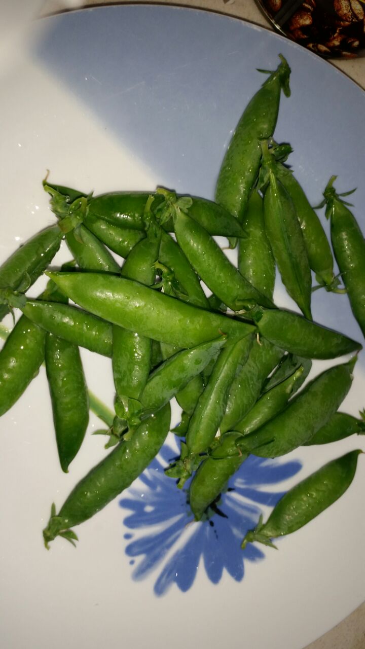 גינה וחממה אקולגית בבית ספר שיזף אור יהודה by אילן  - Ourboox.com