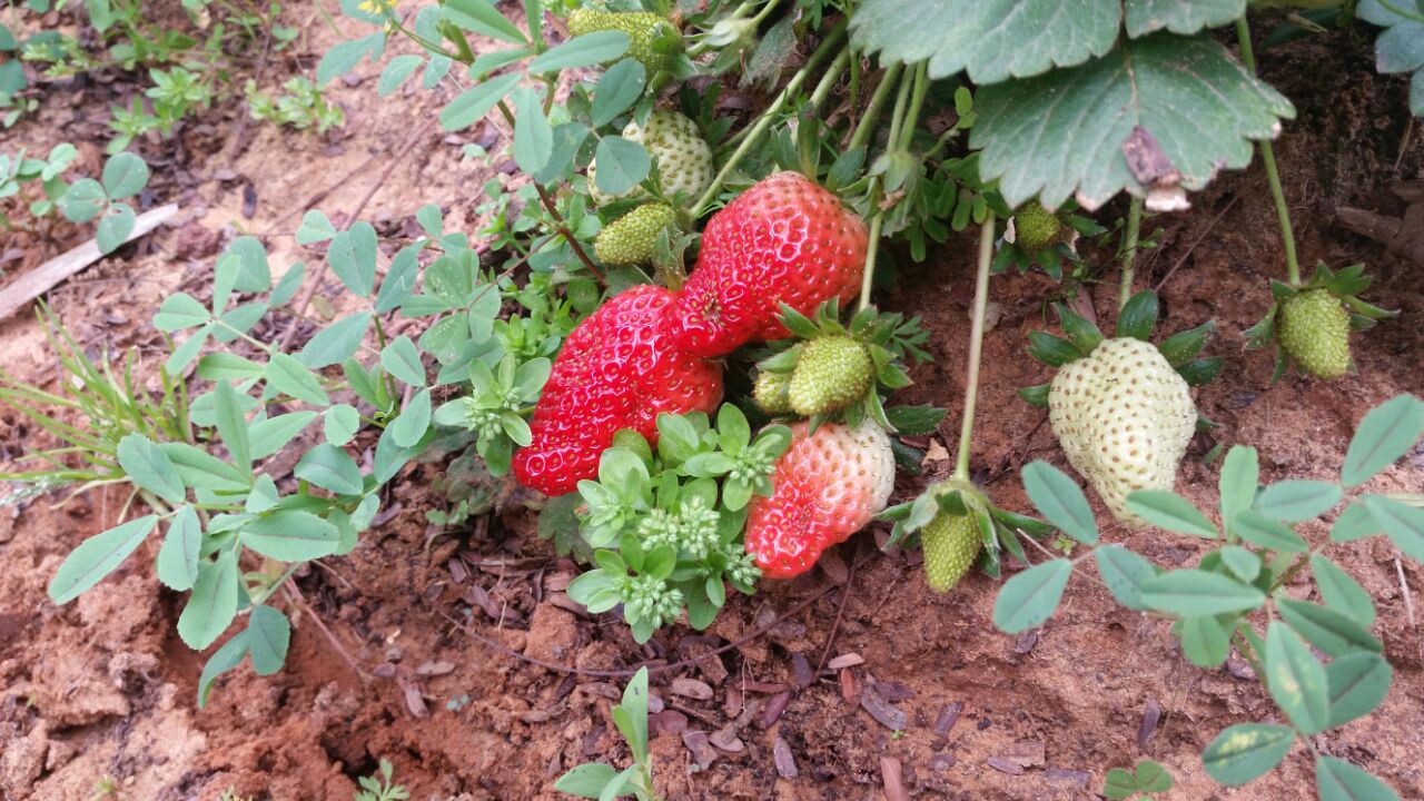 גינה וחממה אקולגית בבית ספר שיזף אור יהודה by אילן  - Ourboox.com