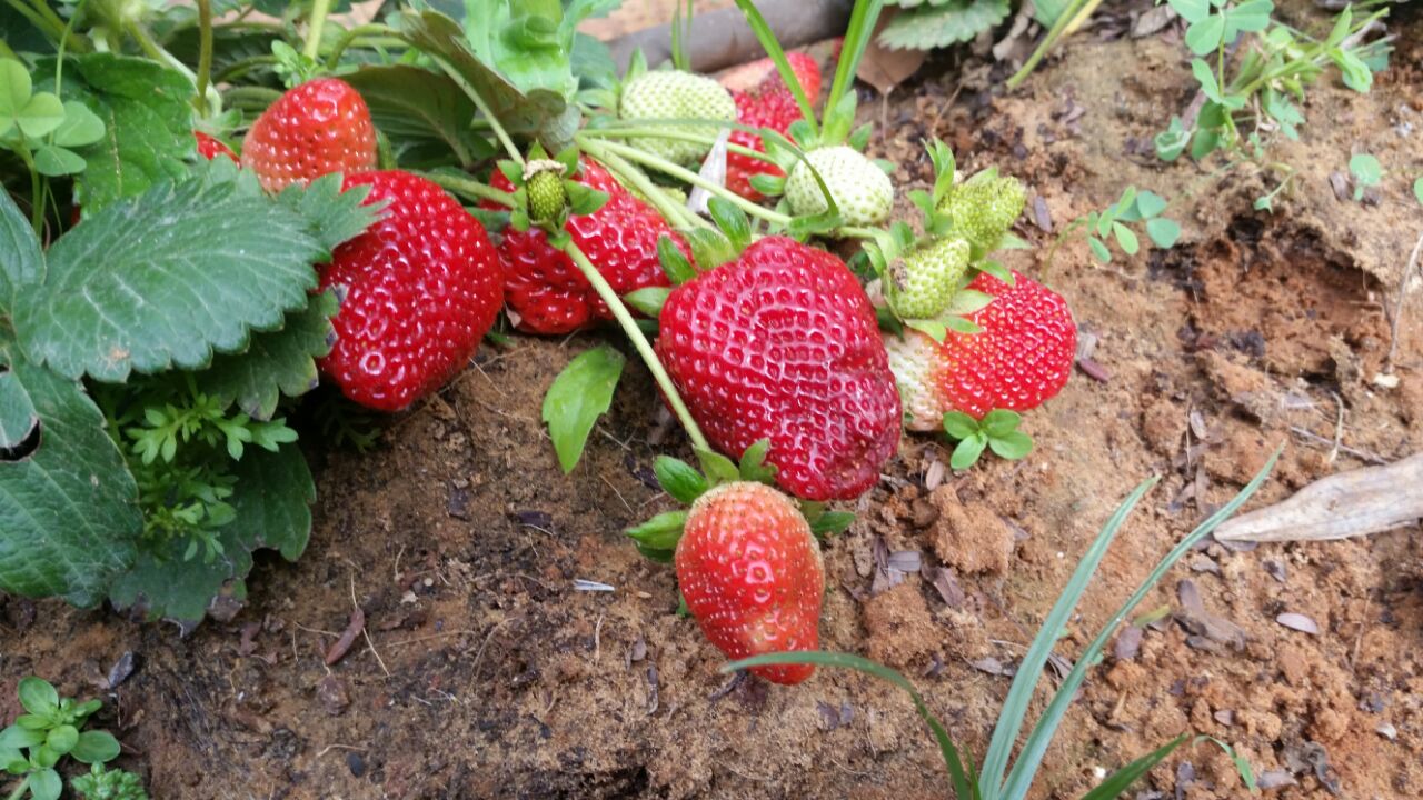 גינה וחממה אקולגית בבית ספר שיזף אור יהודה by אילן  - Ourboox.com