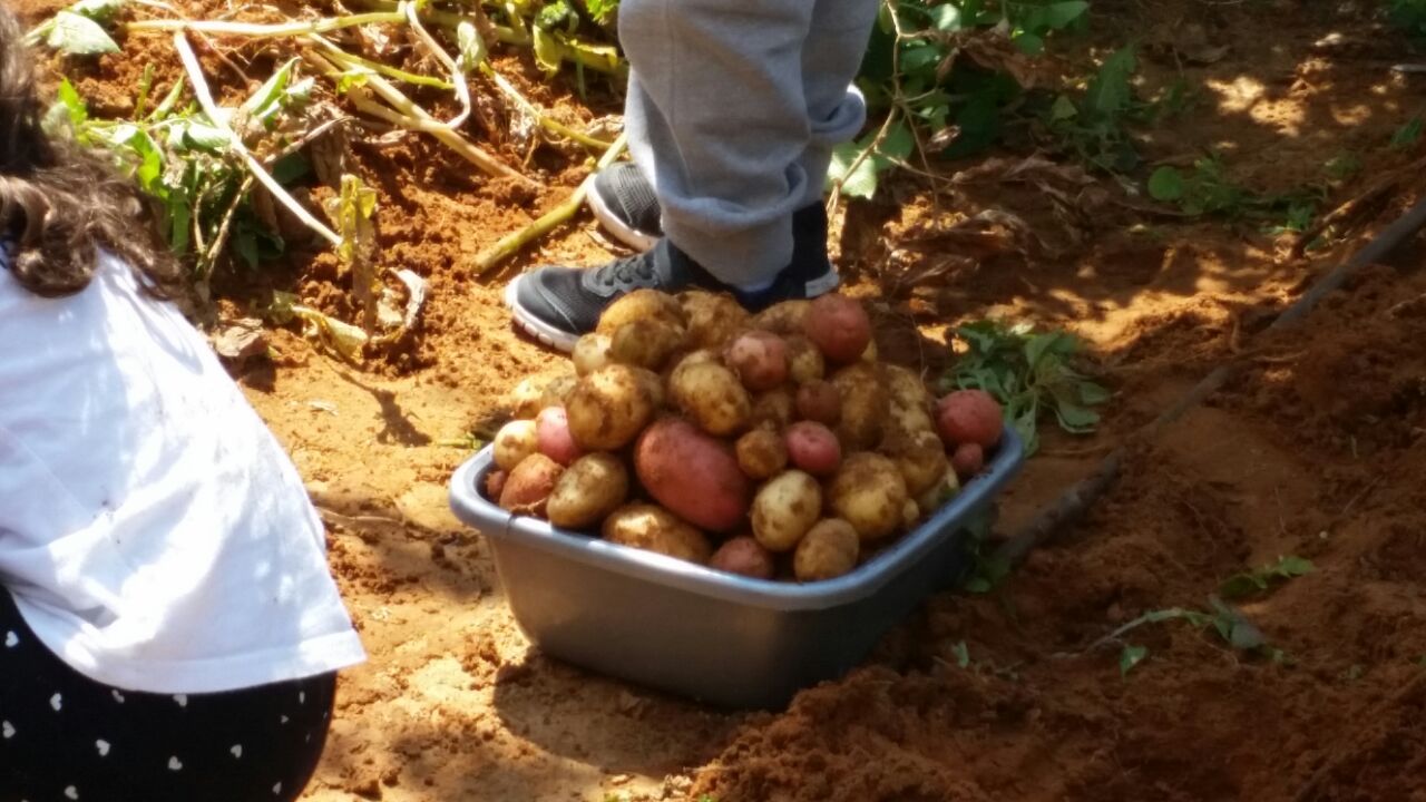 גינה וחממה אקולגית בבית ספר שיזף אור יהודה by אילן  - Ourboox.com