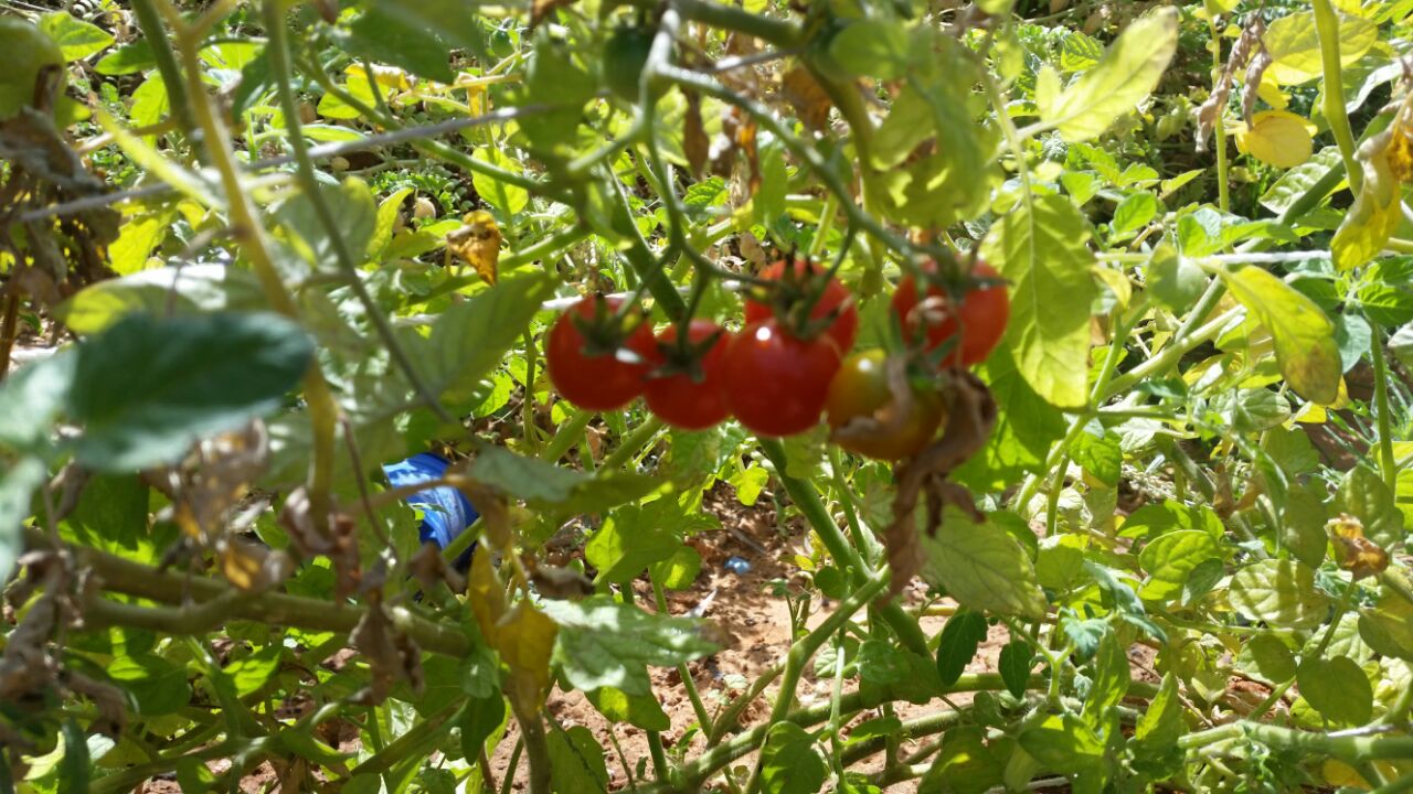 גינה וחממה אקולגית בבית ספר שיזף אור יהודה by אילן  - Ourboox.com