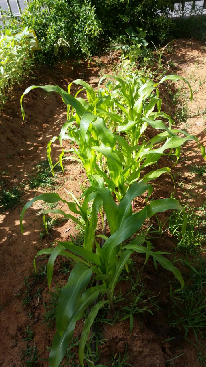 גינה וחממה אקולגית בבית ספר שיזף אור יהודה by אילן  - Ourboox.com