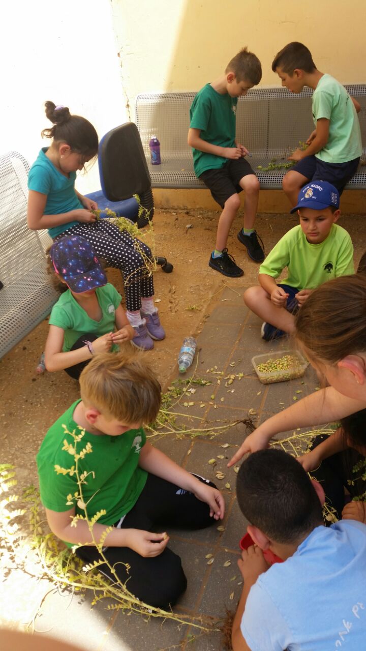 גינה וחממה אקולגית בבית ספר שיזף אור יהודה by אילן  - Ourboox.com