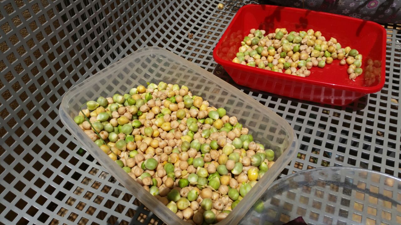 גינה וחממה אקולגית בבית ספר שיזף אור יהודה by אילן  - Ourboox.com