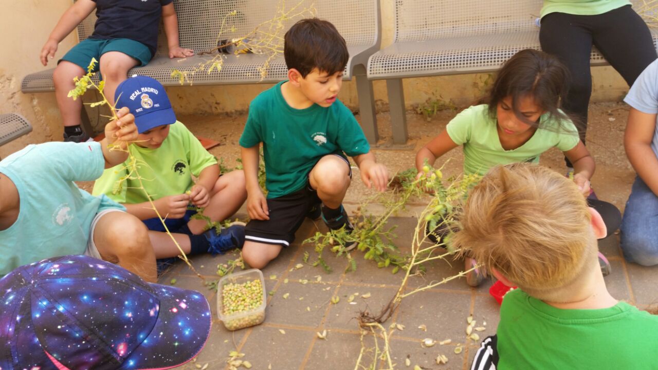 גינה וחממה אקולגית בבית ספר שיזף אור יהודה by אילן  - Ourboox.com