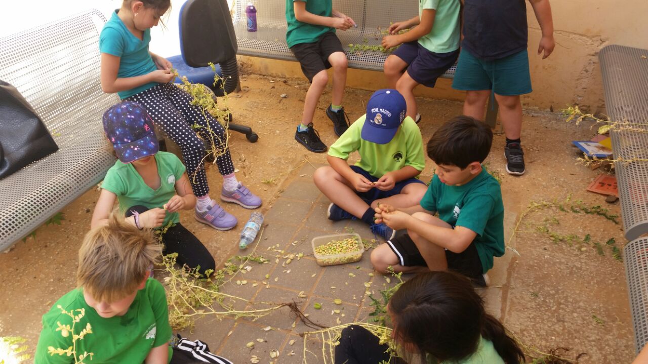 גינה וחממה אקולגית בבית ספר שיזף אור יהודה by אילן  - Ourboox.com