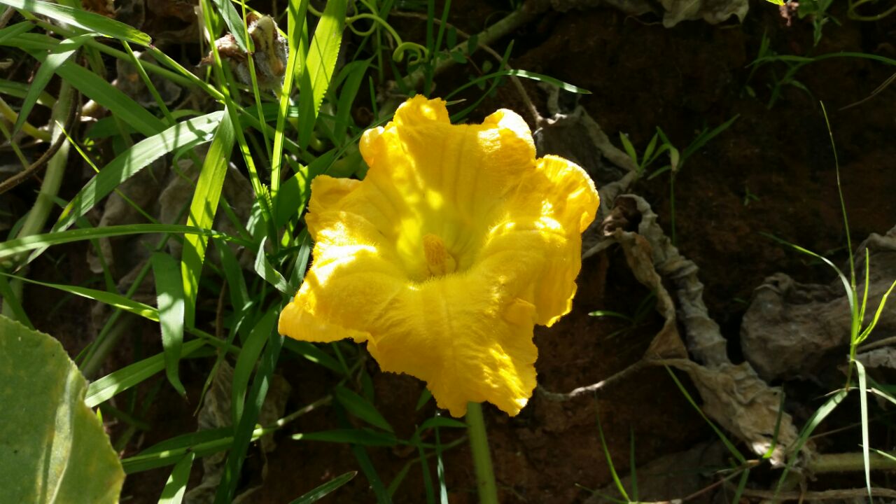 גינה וחממה אקולגית בבית ספר שיזף אור יהודה by אילן  - Ourboox.com