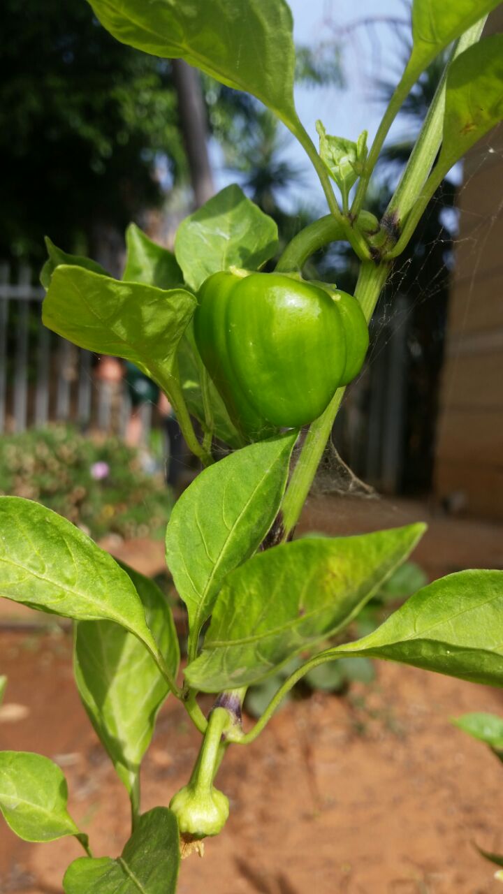 גינה וחממה אקולגית בבית ספר שיזף אור יהודה by אילן  - Ourboox.com
