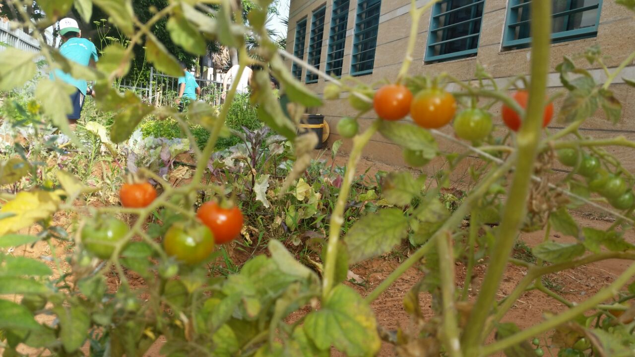 גינה וחממה אקולגית בבית ספר שיזף אור יהודה by אילן  - Ourboox.com
