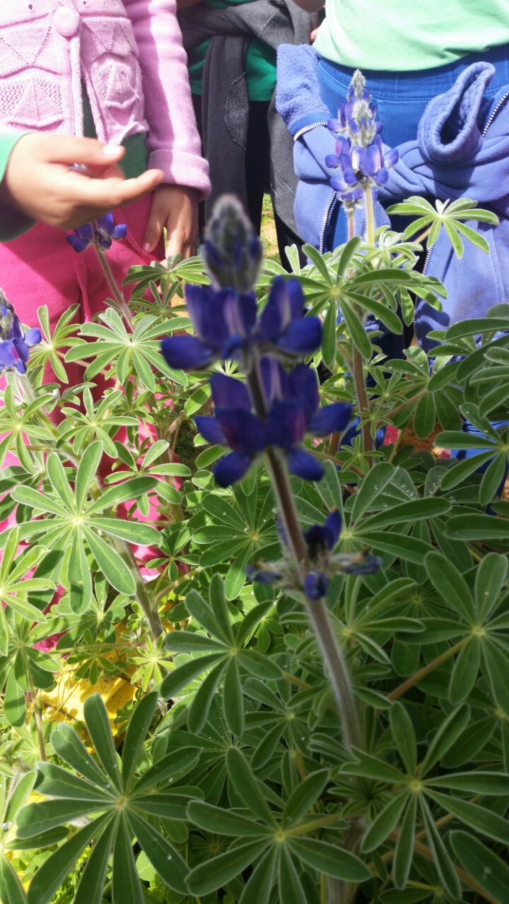 גינה וחממה אקולגית בבית ספר שיזף אור יהודה by אילן  - Ourboox.com