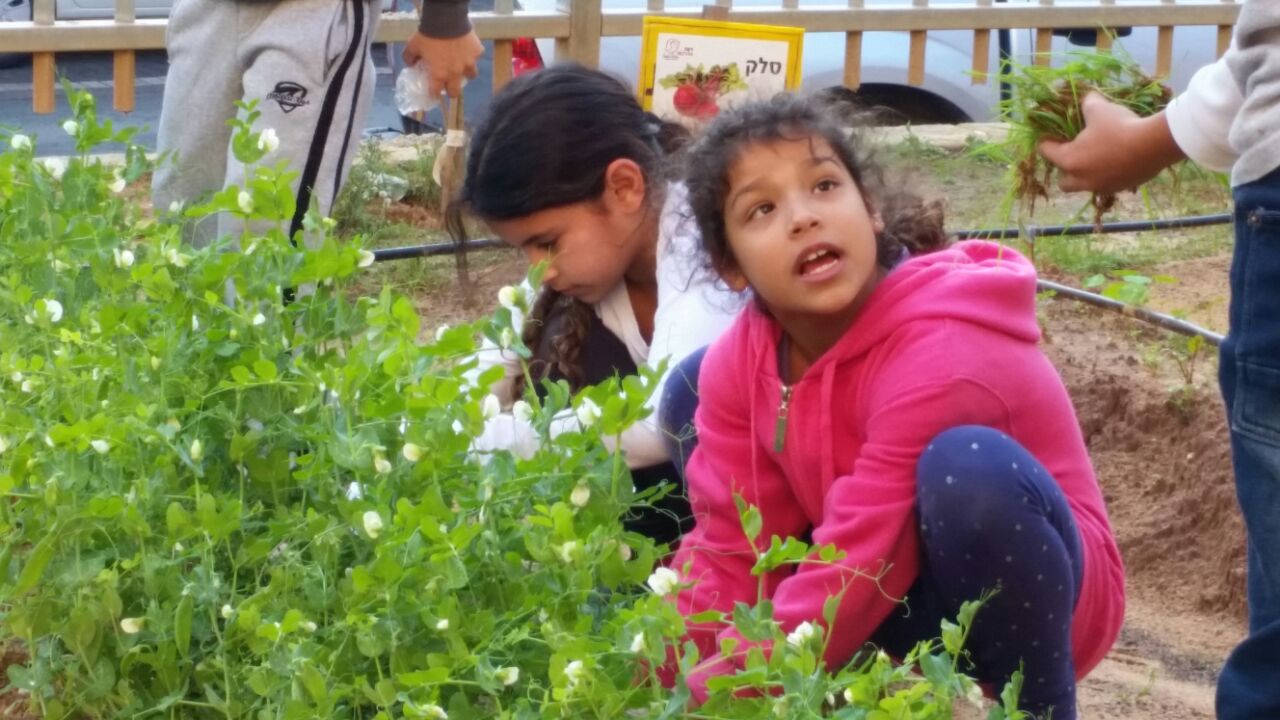 גינה וחממה אקולגית בבית ספר שיזף אור יהודה by אילן  - Ourboox.com
