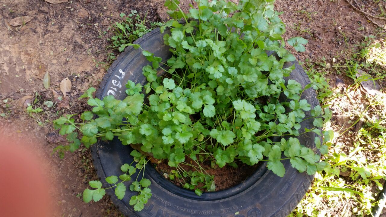 גינה וחממה אקולגית בבית ספר שיזף אור יהודה by אילן  - Ourboox.com