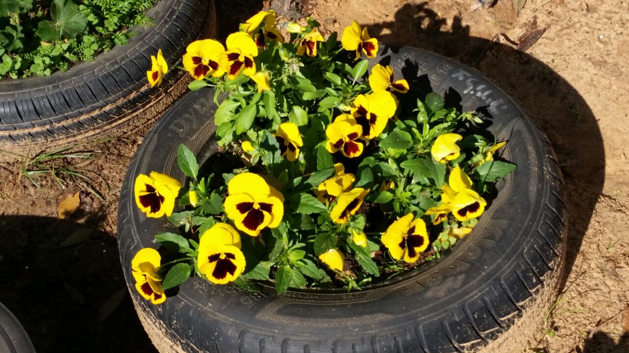 גינה וחממה אקולגית בבית ספר שיזף אור יהודה by אילן  - Ourboox.com