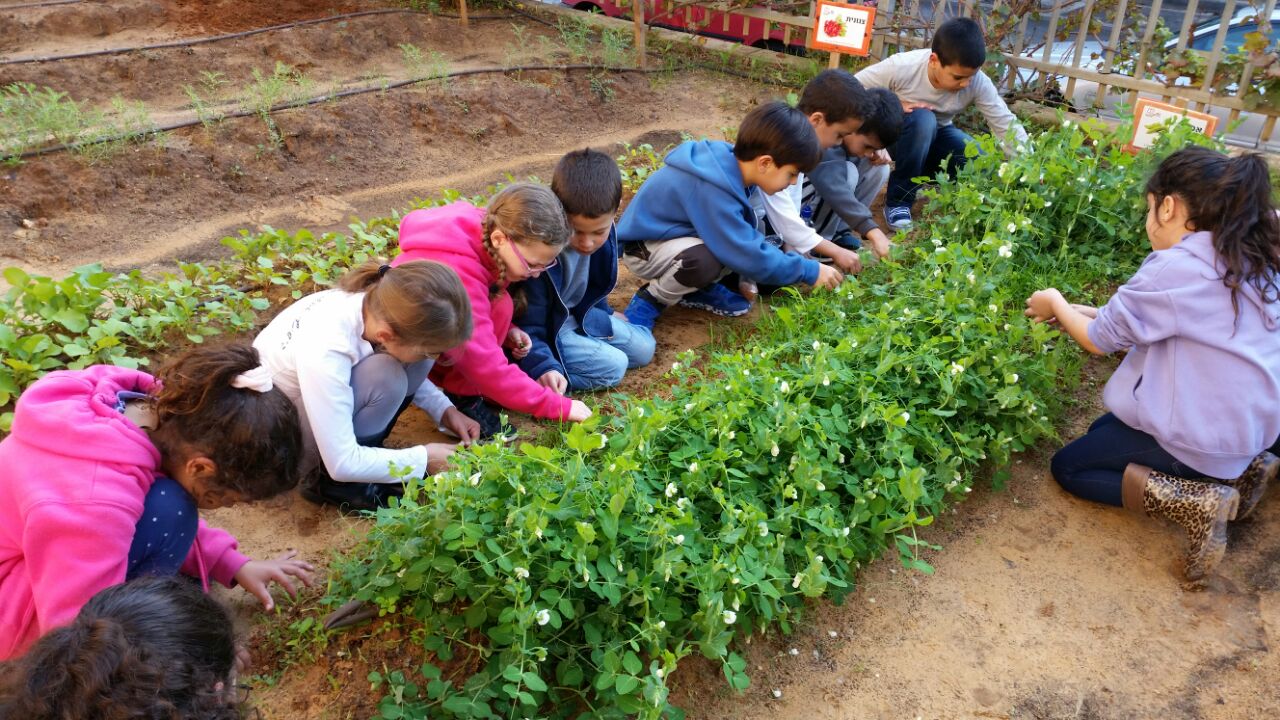גינה וחממה אקולגית בבית ספר שיזף אור יהודה by אילן  - Ourboox.com