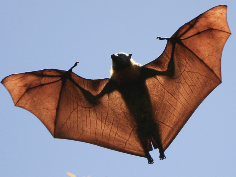 תופעות בזאולוגיה by batel and zimrat - Illustrated by התאמה ותפקוד - Ourboox.com