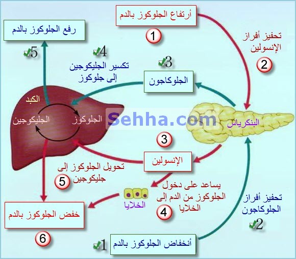 البنكرياس by nadya nadya - Illustrated by ناديا جبارين - Ourboox.com