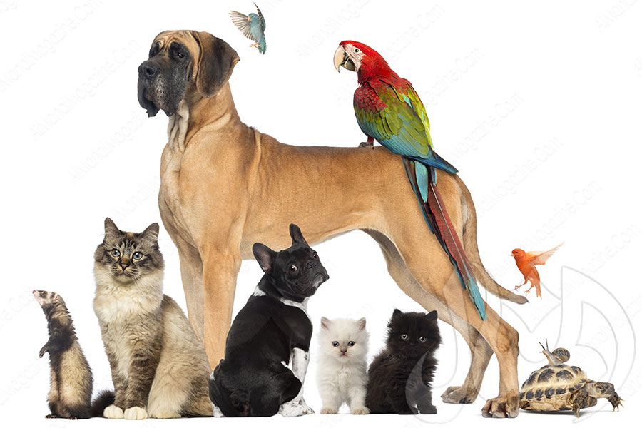 الحيوانات الاليفة by natalie - Ourboox.com