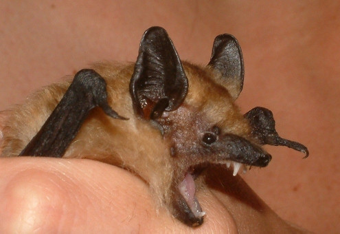 תופעות בזאולוגיה by batel and zimrat - Illustrated by התאמה ותפקוד - Ourboox.com