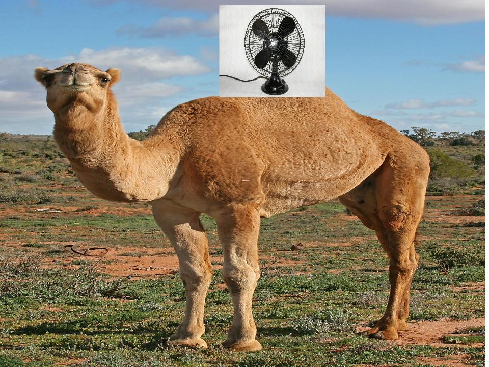 Daniela’s poetry book by Daniela iulo - Ourboox.com