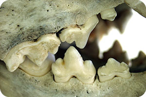 תופעות בזאולוגיה by batel and zimrat - Illustrated by התאמה ותפקוד - Ourboox.com