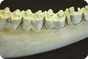 תופעות בזאולוגיה by batel and zimrat - Illustrated by התאמה ותפקוד - Ourboox.com