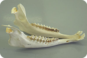 תופעות בזאולוגיה by batel and zimrat - Illustrated by התאמה ותפקוד - Ourboox.com