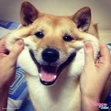 الحيوانات الاليفة by natalie - Ourboox.com