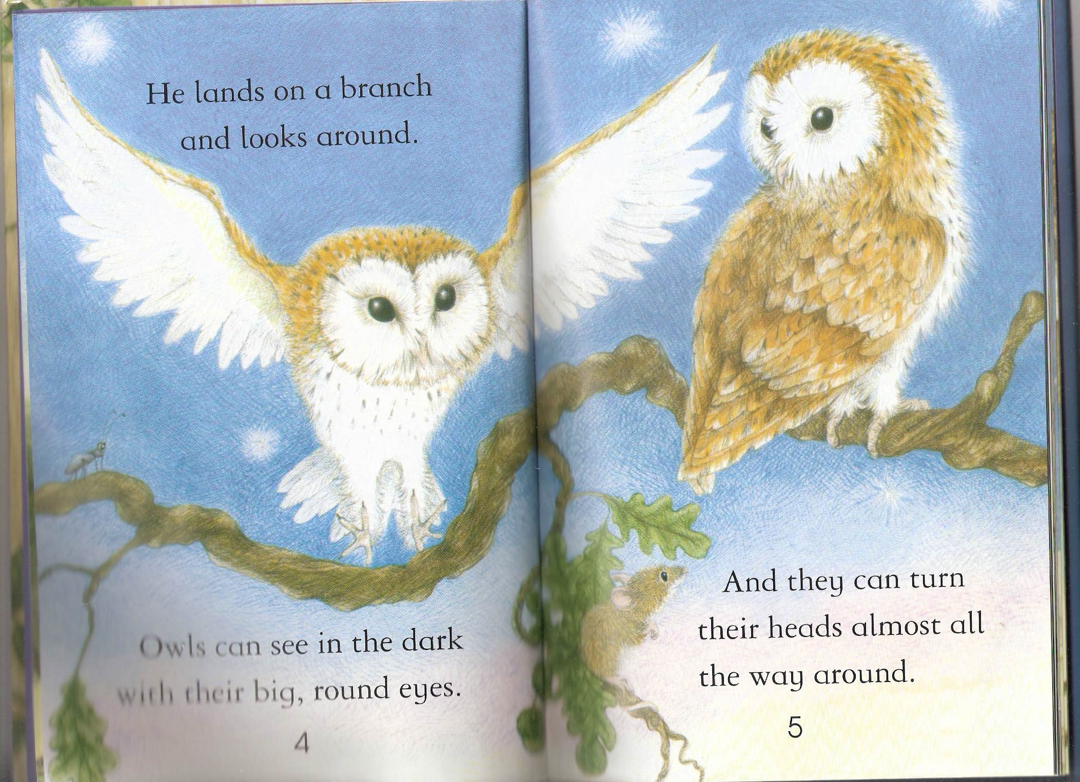 owls by Itamar  - Illustrated by Itamar Hollender - Ourboox.com