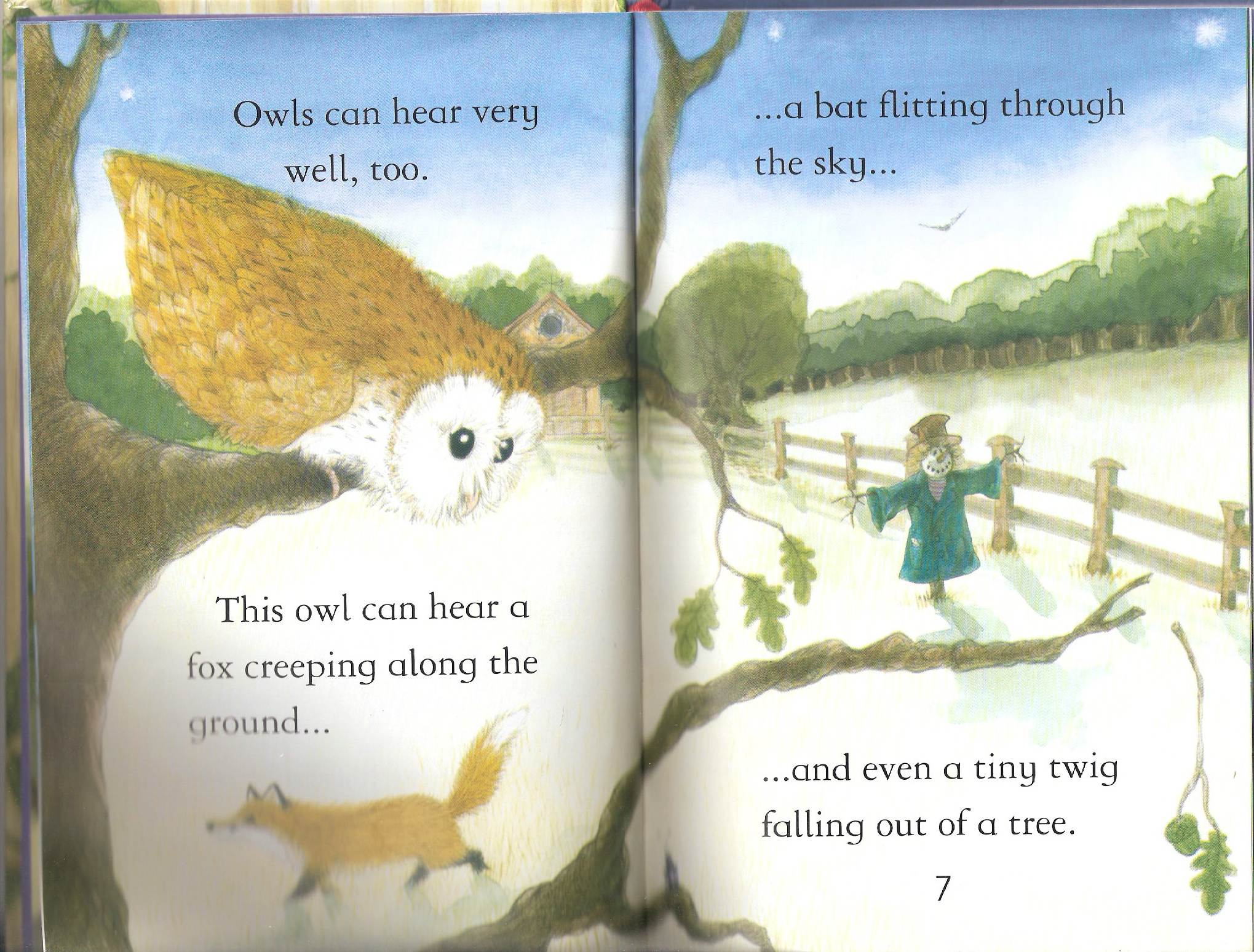 owls by Itamar  - Illustrated by Itamar Hollender - Ourboox.com