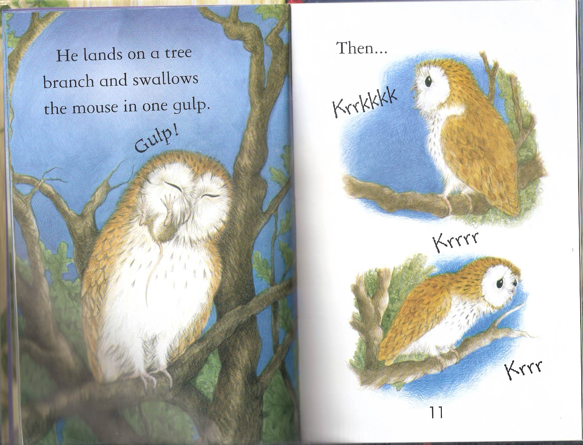 owls by Itamar  - Illustrated by Itamar Hollender - Ourboox.com