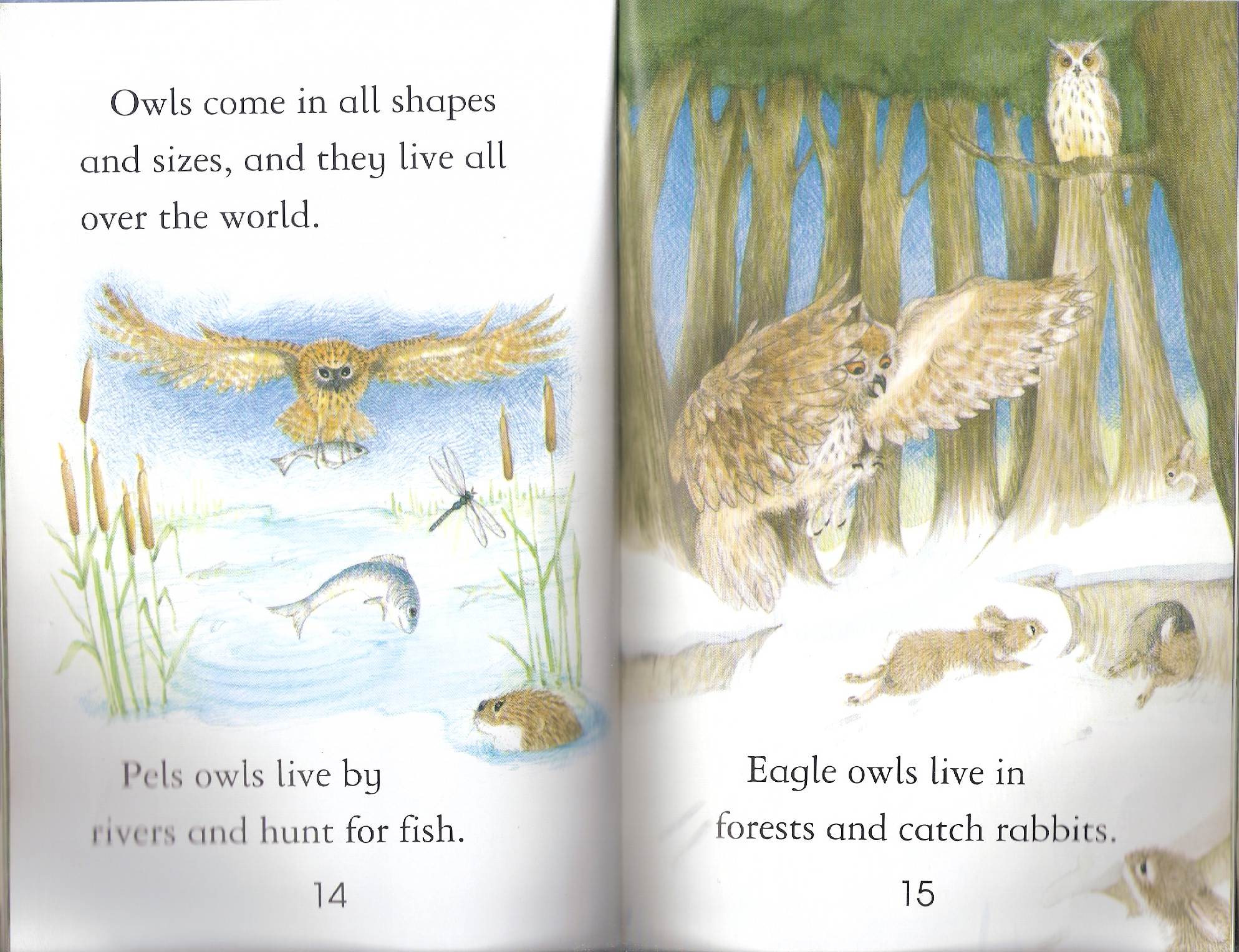 owls by Itamar  - Illustrated by Itamar Hollender - Ourboox.com