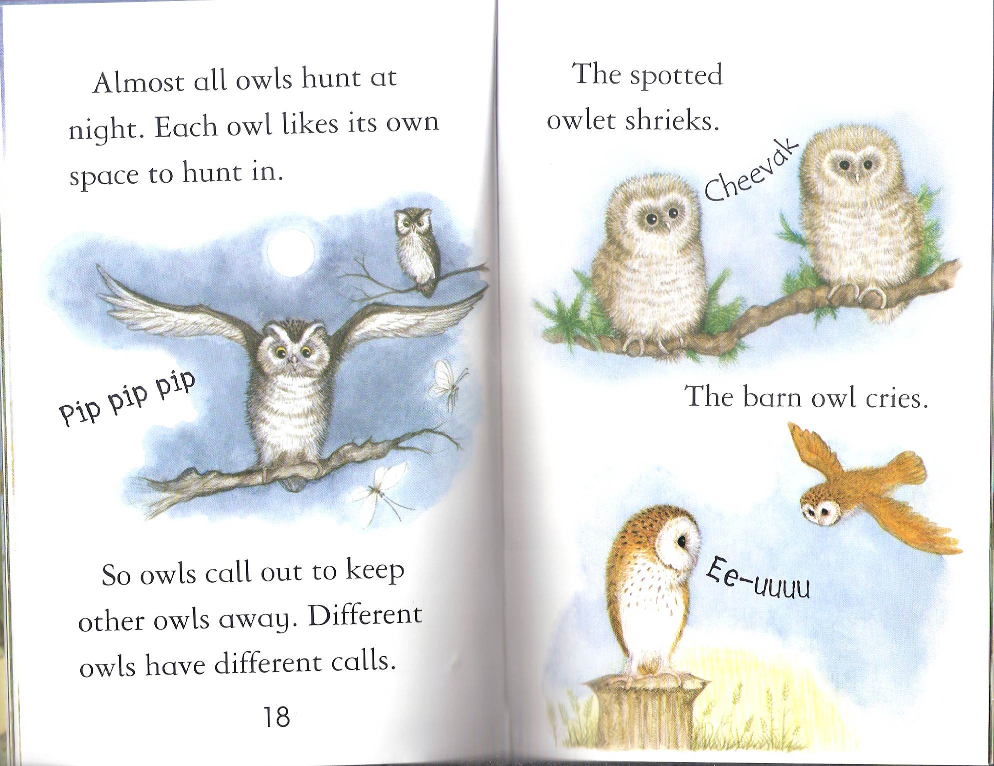 owls by Itamar  - Illustrated by Itamar Hollender - Ourboox.com