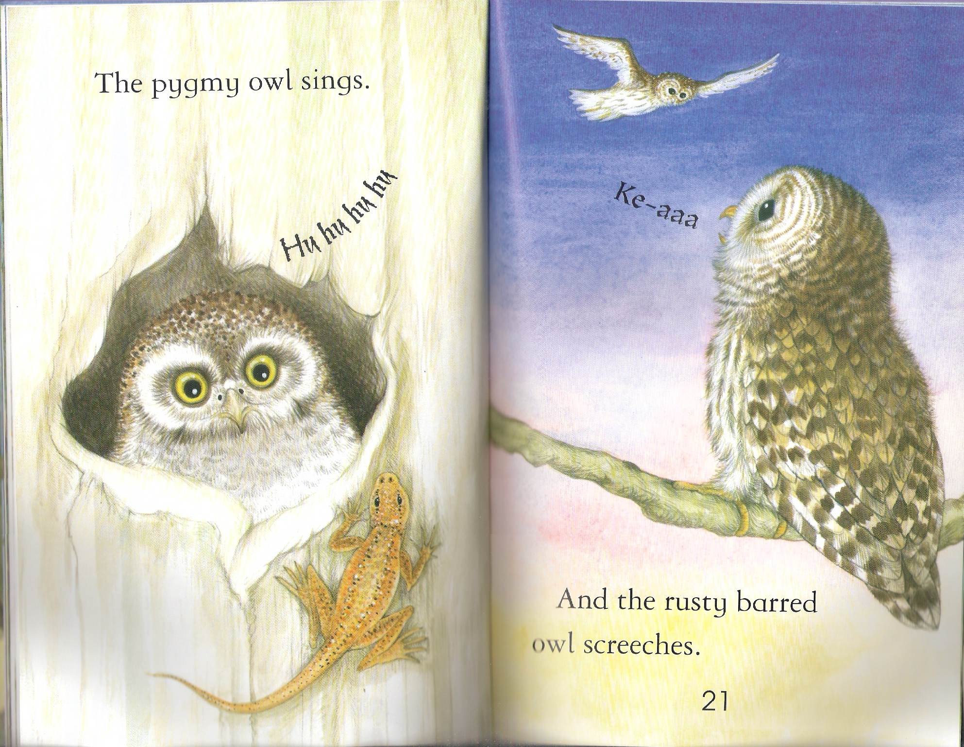 owls by Itamar  - Illustrated by Itamar Hollender - Ourboox.com