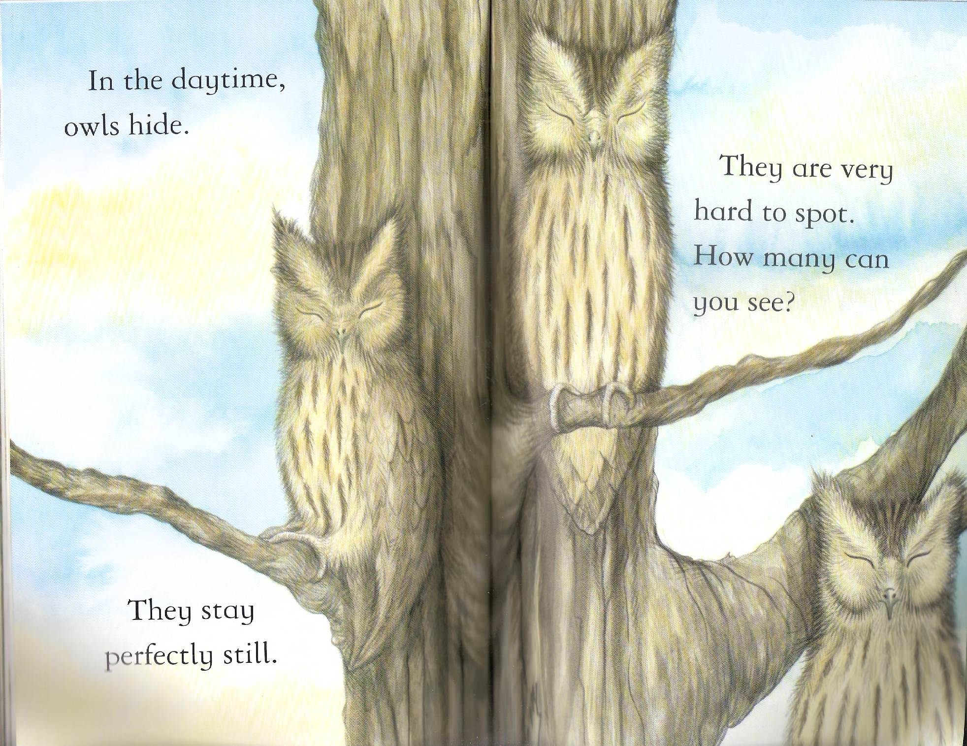 owls by Itamar  - Illustrated by Itamar Hollender - Ourboox.com