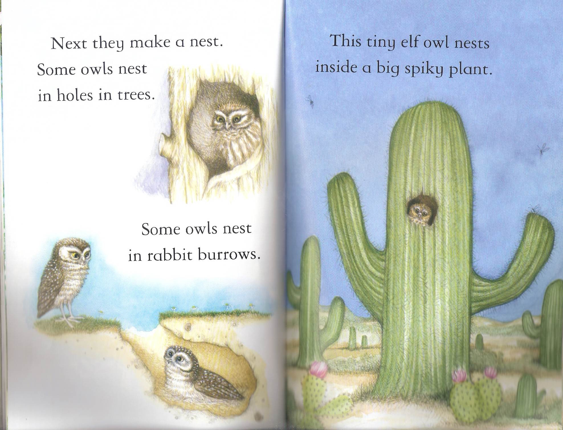 owls by Itamar  - Illustrated by Itamar Hollender - Ourboox.com