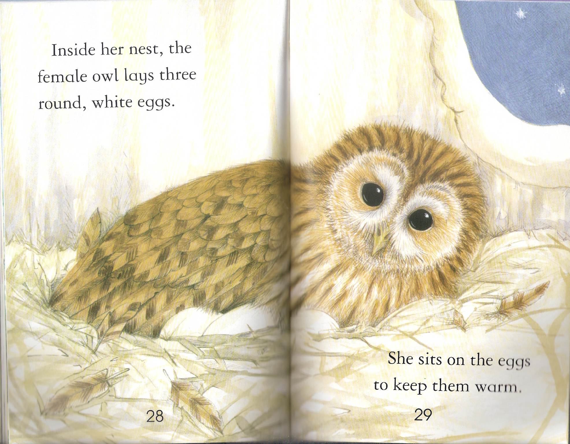 owls by Itamar  - Illustrated by Itamar Hollender - Ourboox.com