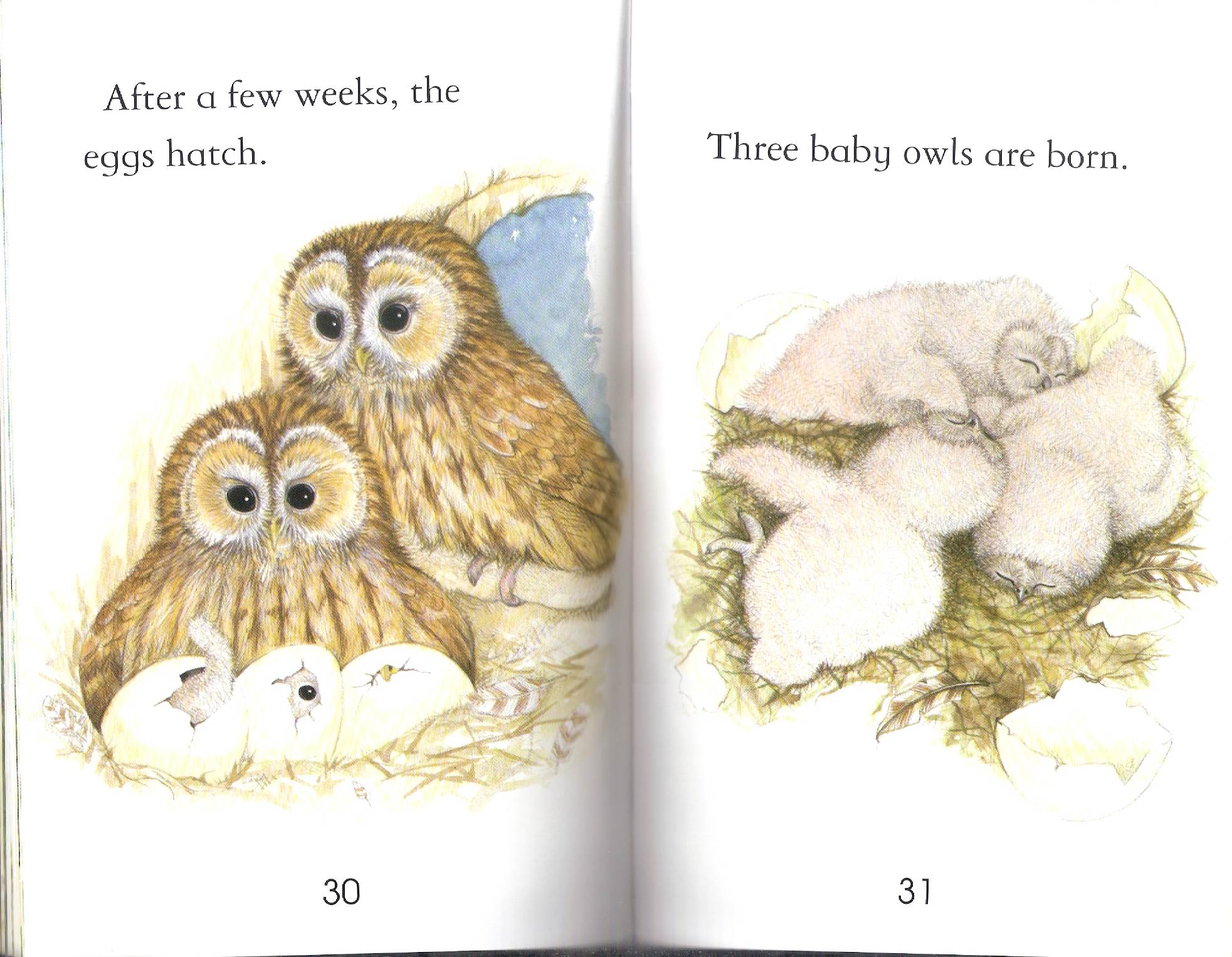 owls by Itamar  - Illustrated by Itamar Hollender - Ourboox.com