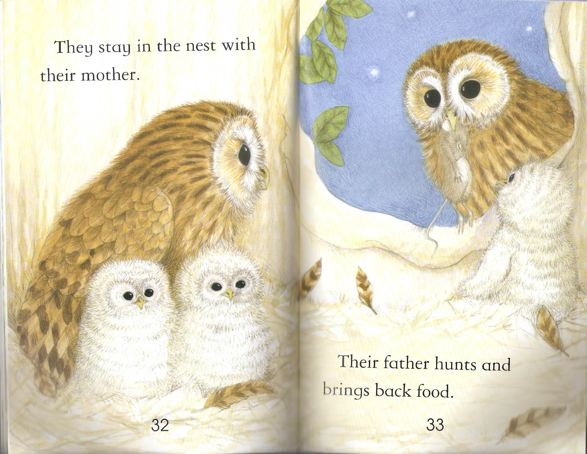 owls by Itamar  - Illustrated by Itamar Hollender - Ourboox.com