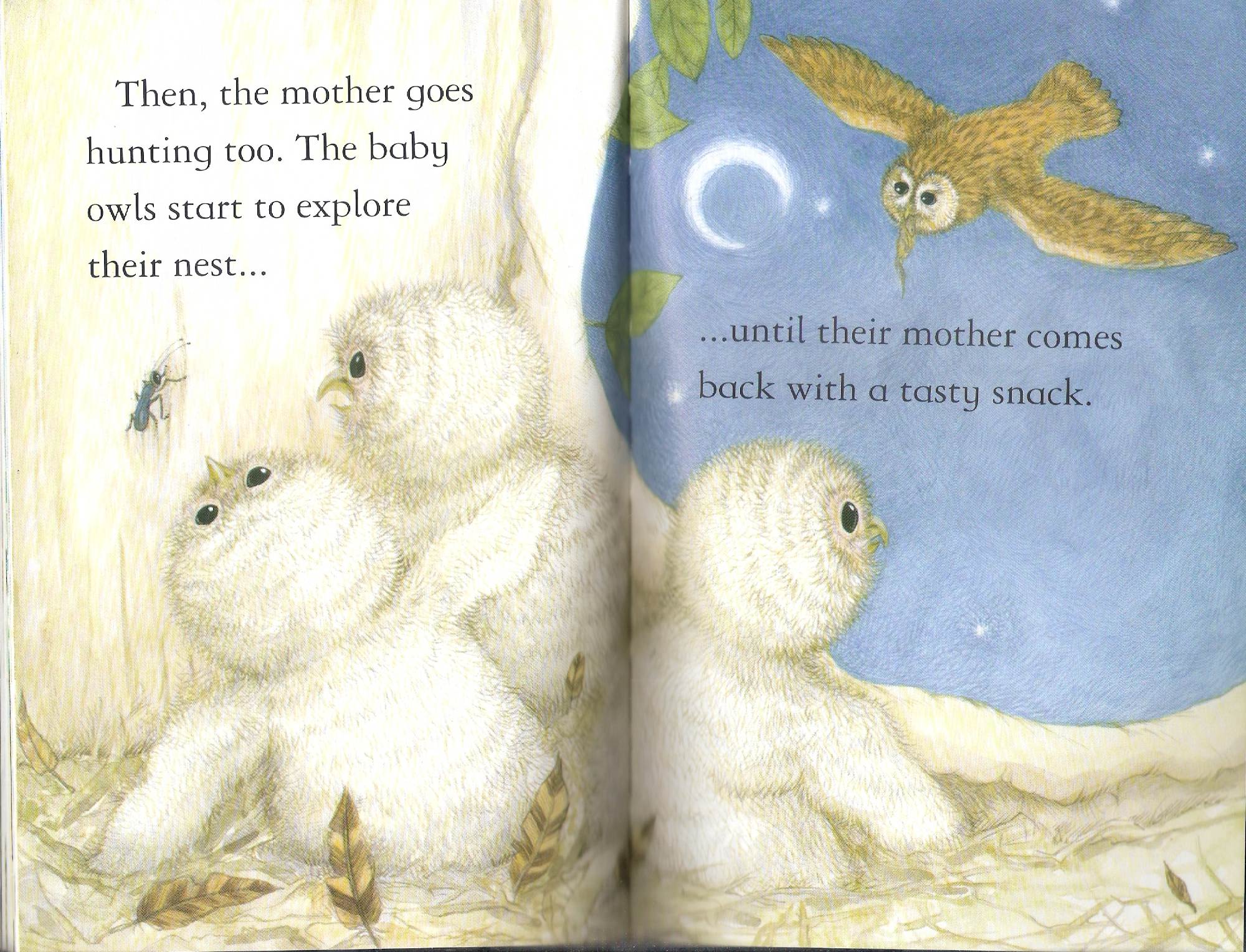 owls by Itamar  - Illustrated by Itamar Hollender - Ourboox.com