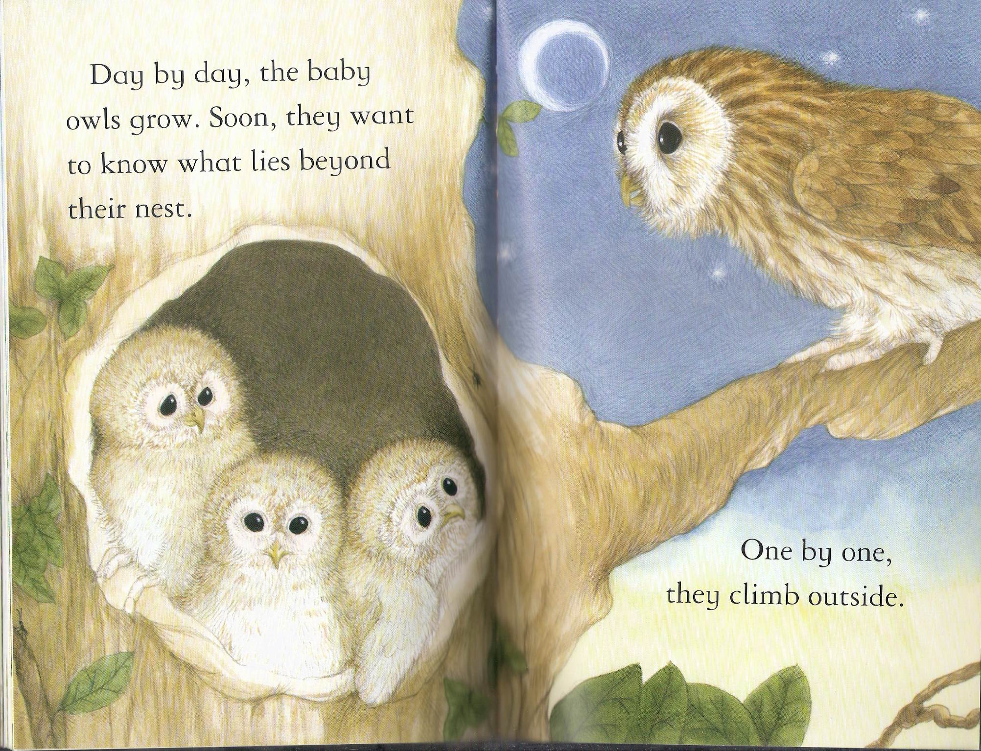 owls by Itamar  - Illustrated by Itamar Hollender - Ourboox.com