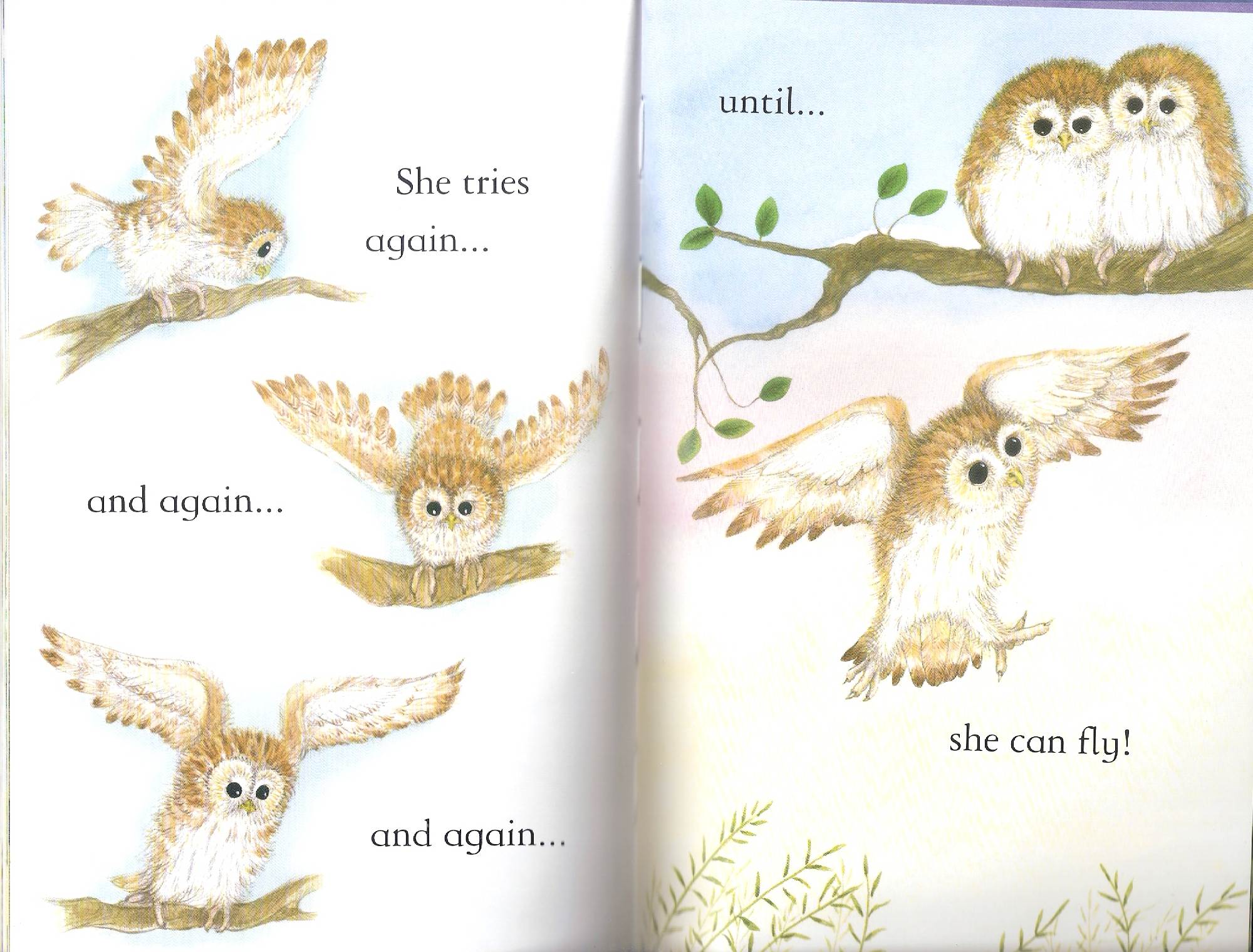 owls by Itamar  - Illustrated by Itamar Hollender - Ourboox.com