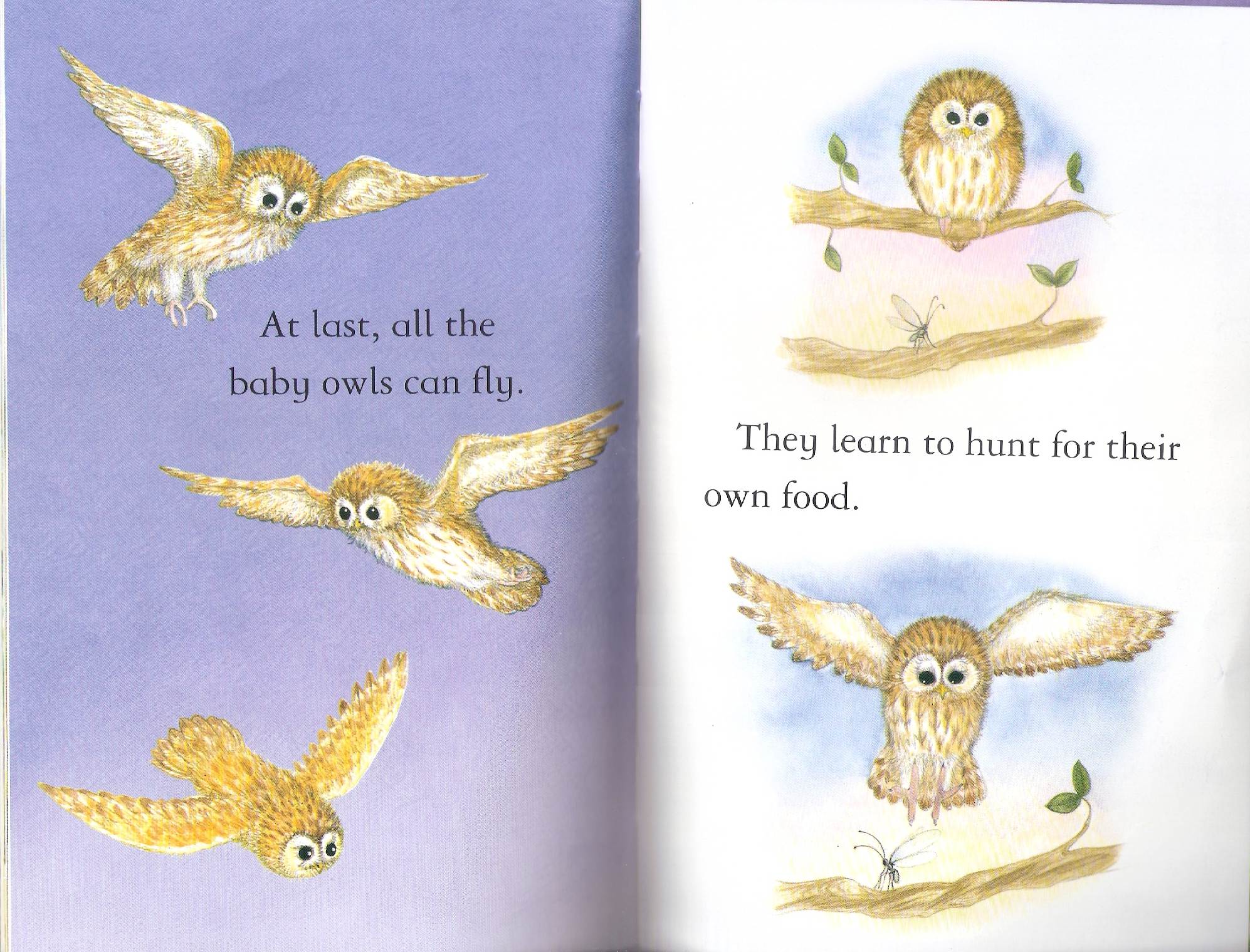 owls by Itamar  - Illustrated by Itamar Hollender - Ourboox.com