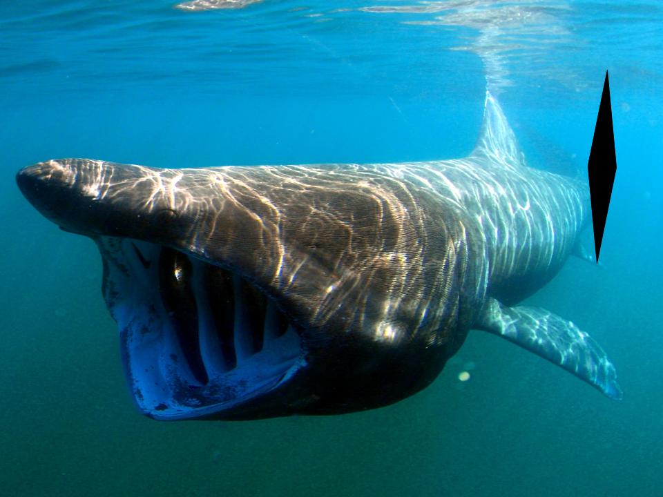 D’Vonne Thorpe’s Poetry Book by DVonne thorpe - Ourboox.com